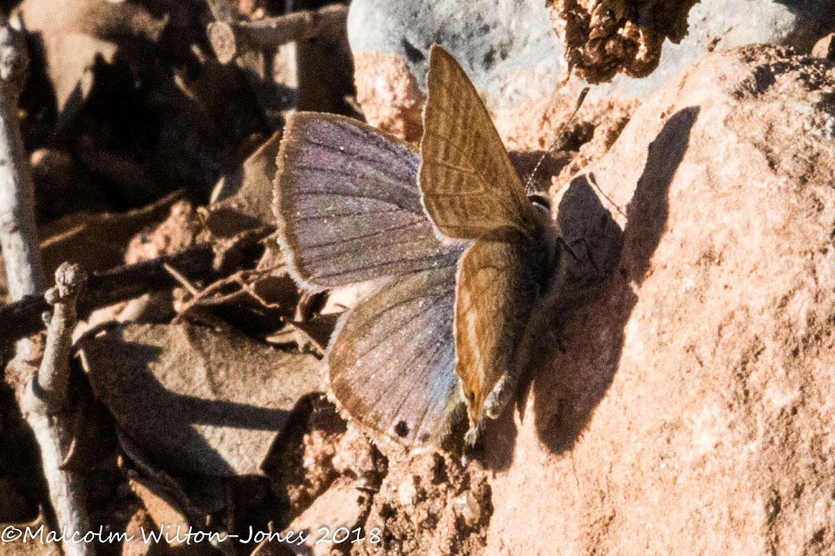 Lang's Short-tailed Blue