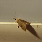 European corn borer moth