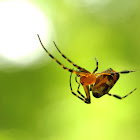 Silver leucauge spider