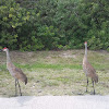 Florida Sandhill crane