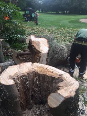 Tree Surgery Work album cover