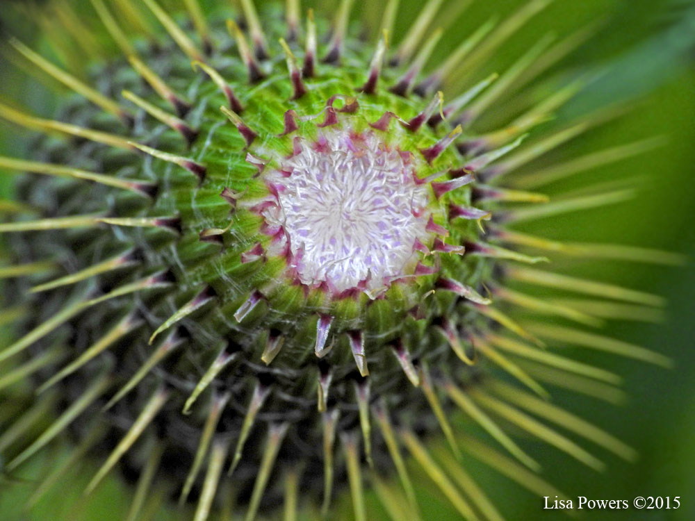 Plume thistle