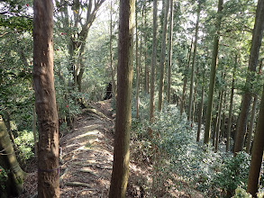 尾根道を進む