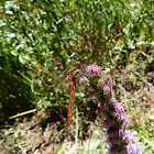 variegated meadowhawk