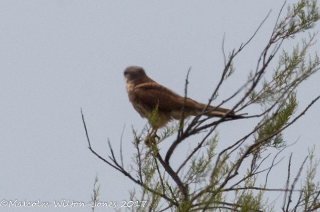 Kestrel; Cernícalo Real