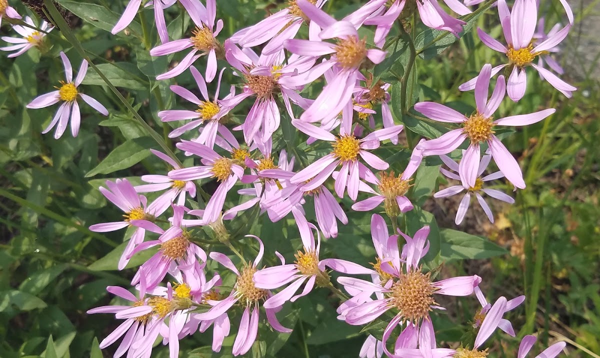 Cascade aster