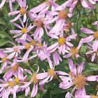 Cascade aster