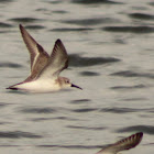 Western sandpiper