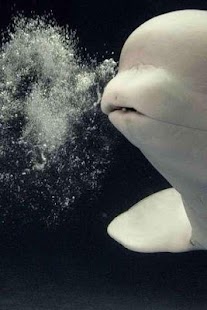 Beluga whale Puzzle Screenshots 1