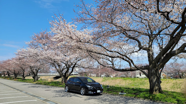 リーフの桜とコラボ🌸・サクラと愛車・桜・映り込みは黒の特権・満開まであと少しに関するカスタム事例の投稿画像2枚目