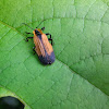 Net Winged Beetle