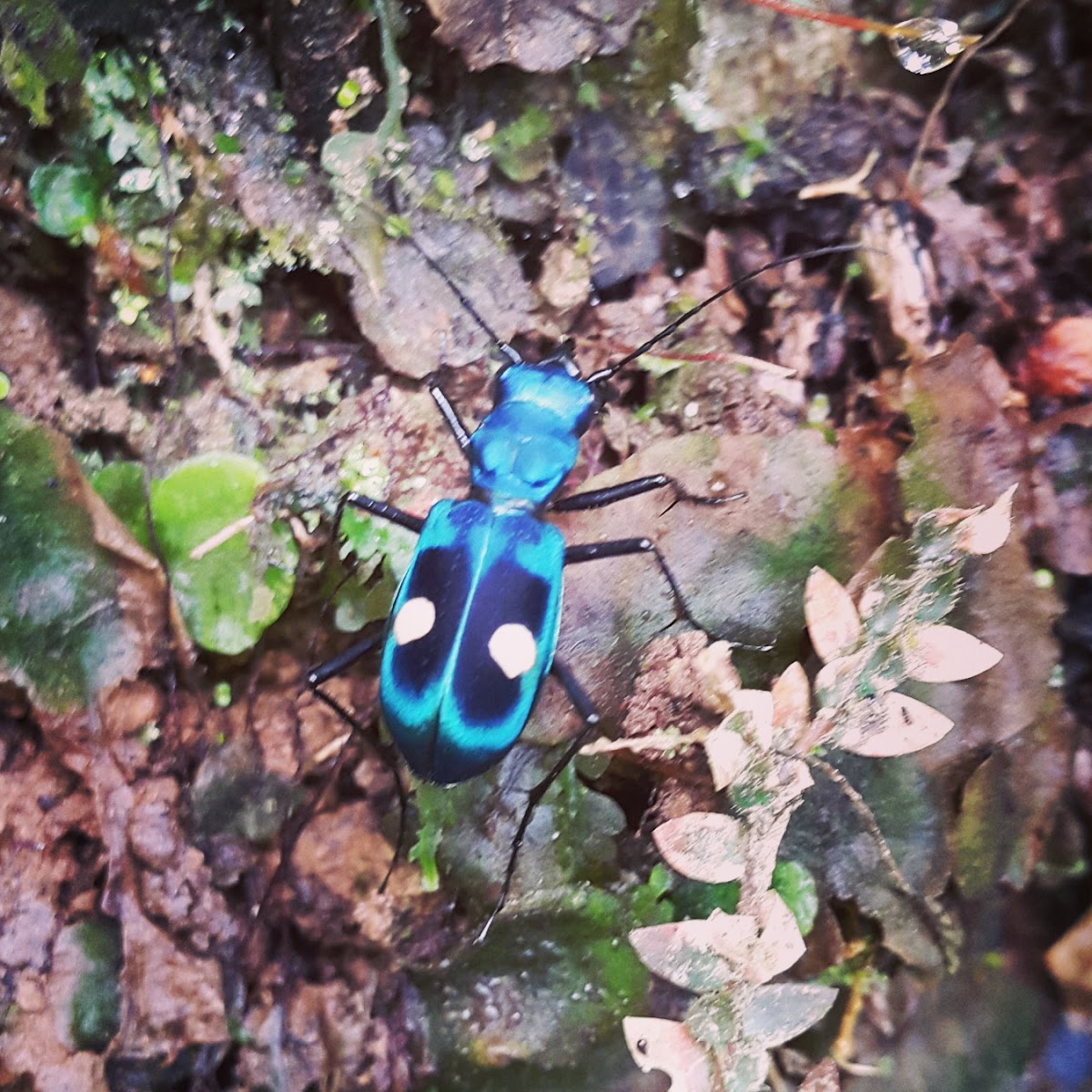 Central American Montane Tiger Beetle