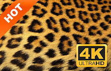 Leopard pattern pop HD new tab page theme small promo image