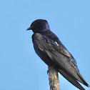 Purple Martin