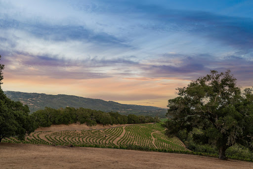 Terraced vineyard under colorful sky - Buy this luxury land in Kenwood