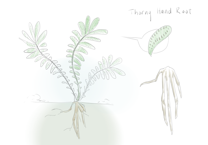 Here is an image I drew of this newfound plant: