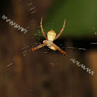 Signature Spider with Prey