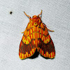 Footman Moth