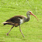 White Ibis juvenile