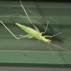 Narrow-winged Tree Cricket