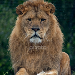 Lion in the rain by Fiona Etkin - Animals Lions, Tigers & Big Cats