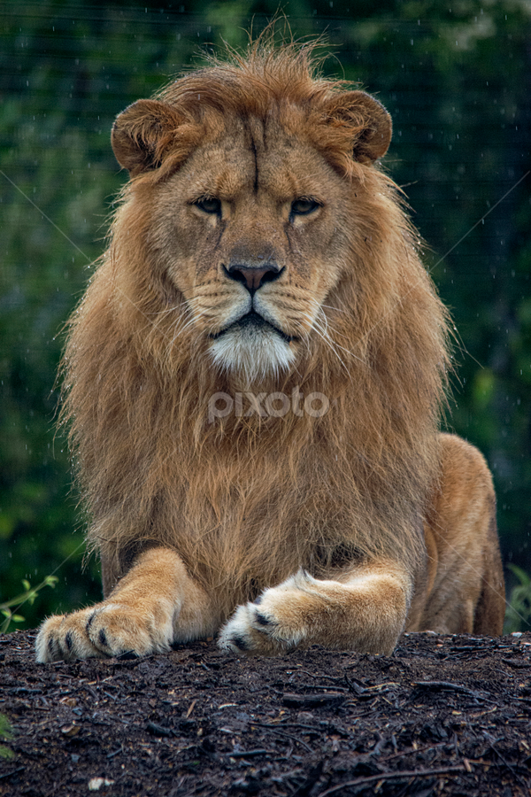 Lion in the rain by Fiona Etkin - Animals Lions, Tigers & Big Cats