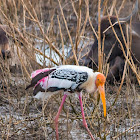 painted stork (with wild water buffalo)