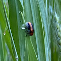 Case-bearing Leaf Beetle