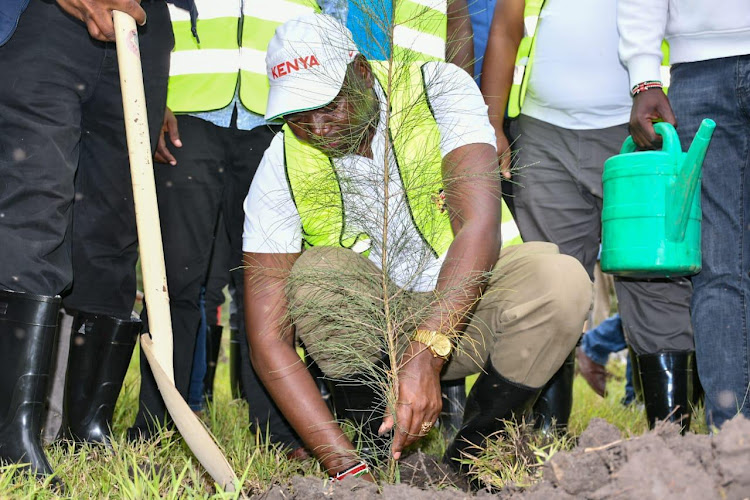 Immigration PS Julius Bitok plants a tree during the national tree planting exercise in Machakos on May 10, 2024.