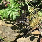 Eastern Black Swallowtail (female)