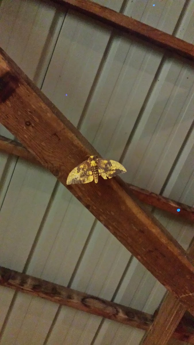 Imperial Moth