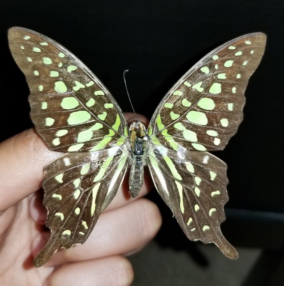 tailed jay butterfly