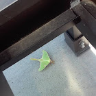 Luna Moth