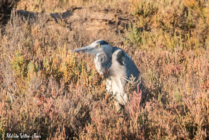 Grey Heron; Garza Real