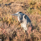 Grey Heron; Garza Real