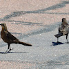 Great tailed grackle