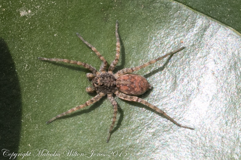 Huntsman Spider