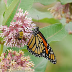 monarch butterfly