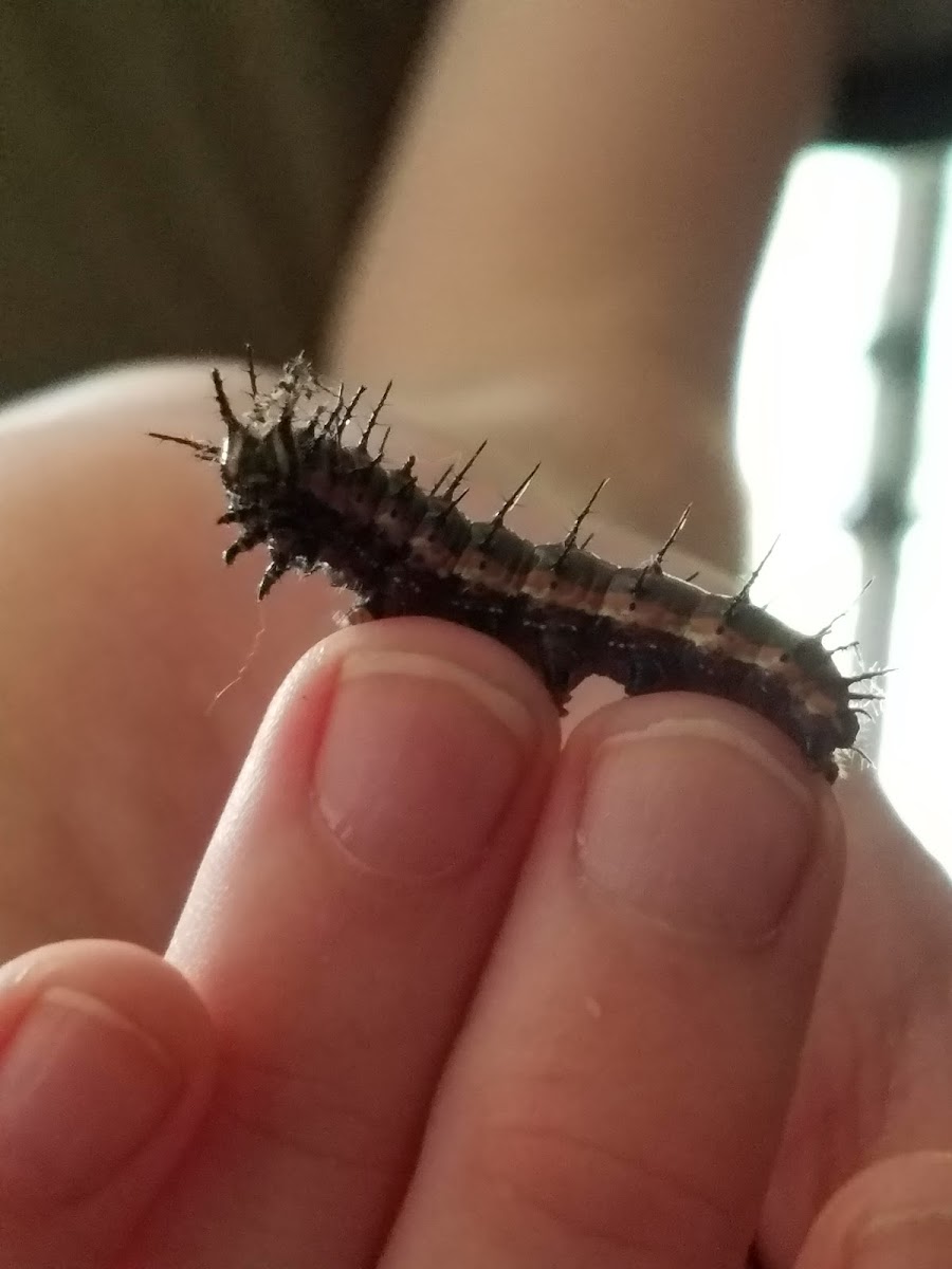 Gulf Fritillary Caterpillar