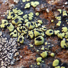 Map Lichen