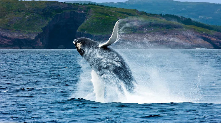 Great capture of a breaching whale off the coast of Newfoundland.