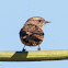 Stonechat