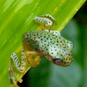 Malabar gliding frog