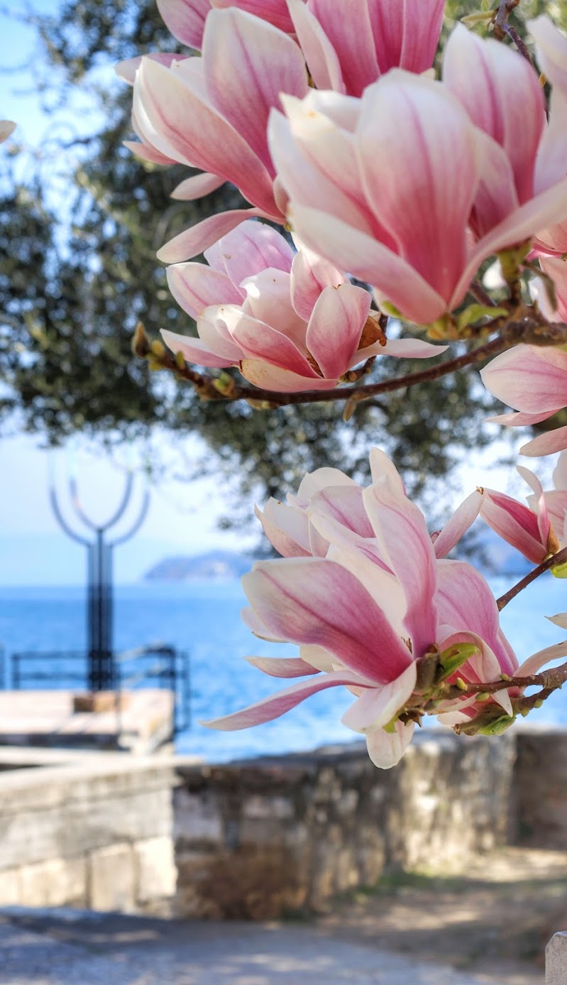 Magnolia e... Lago di Garda  di Gt74