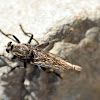 Giant Robber Fly