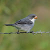 White-bellied seedeater