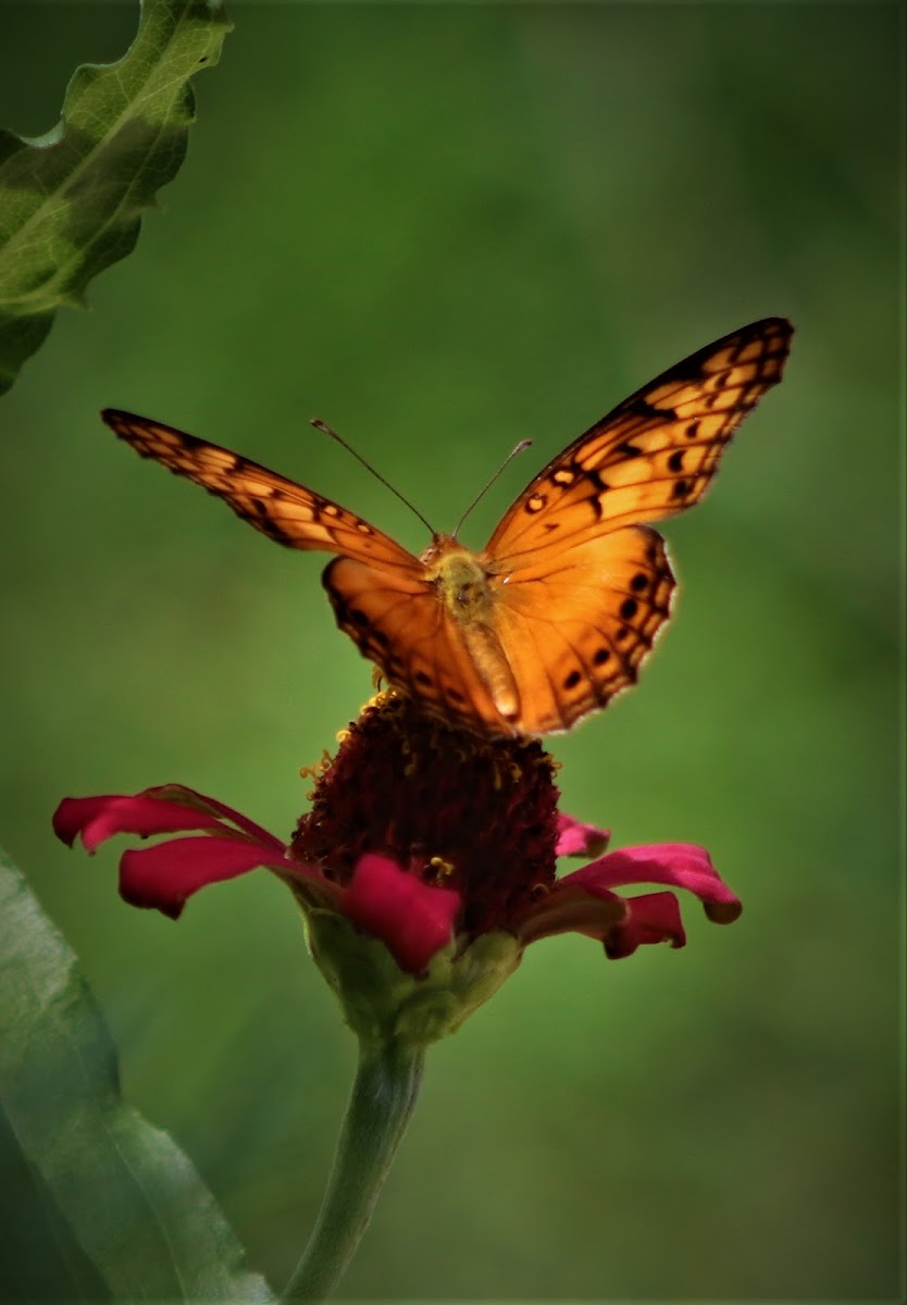 Mexican Fritillary