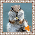 Cover Image of ดาวน์โหลด Chipmunk Sounds 2.2 APK