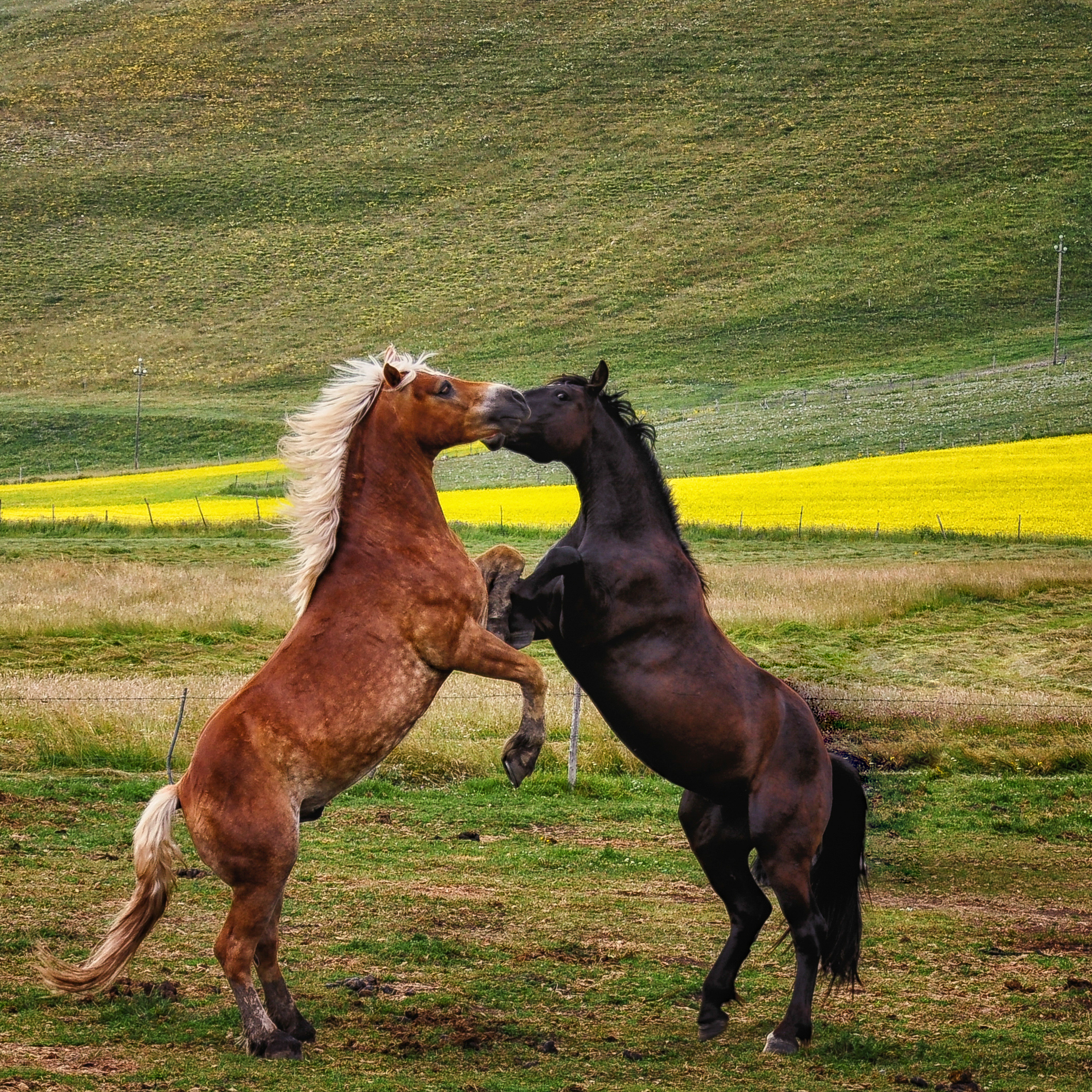 2 cavalli e un ... cuore di Concetta Caracciolo