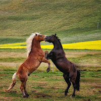 2 cavalli e un ... cuore di 